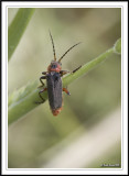 Click beetle family- rhagonycha-fulva.