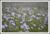 Flax fields!