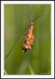 Click beetle - Oedemera nobilis hanging on!