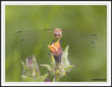 Common Darter - Sympetrum striolatum!