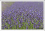 Lavender fields!