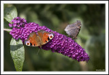 The complete Peacock Butterfly!