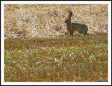 Hare