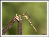 Looking up! Common Darter - Sympetrum striolatum.