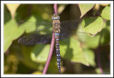 Male Migrant hawker -Aeshna mixta!