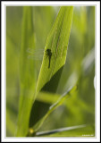 Silhoette of a Darter!