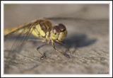 Female common darter upper body!