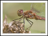 Male common darter upper body!