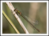 Emerald damsellfly - Lestes sponsa.