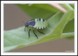 Green Sheild Bug nymph (Palomena Prasina).!