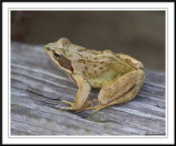 Common frog -  Rana temporaria