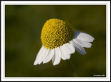 Medow flower!