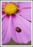 Sixteen spot ladybird.