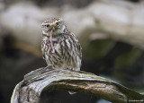 little owl.