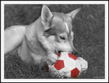 Wolfies new ball!