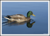 Mallard into the blue!