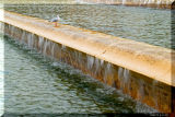 5 november: Seagull on cascade