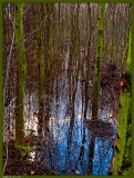 10 december: Swamp