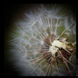 June 11th: Dandelion Fluff