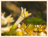 June 22nd: Like the eye of a small grasshopper