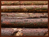 24th: Cant see the wood for the trees
