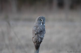 Great grey Owl / Strix nebulosa / Lappuggla