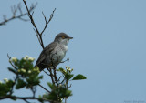 Barred Warbler / Sylvia nisoria / Hksngare