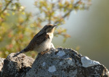 Wryneck / Jynx torquilla / Gktyta