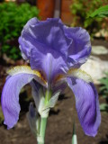 I is for Iris