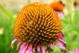 Coneflower