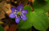 hépatique noble <br><i>Hepatica nobilis</i>