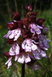 orchis pourpre <br><i>Orchis purpurea</i>