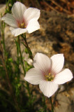 lin à feuille de Salsola (lin ligneux)<br><i>Linum suffruticosum</i>