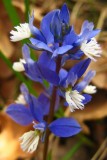 polygale du calcaire bleu <br><i>Polygala calcarea</i>