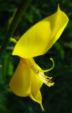 genêt à balai Cytisus scoparius