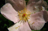 rosier des chiens / églantier commun Rosa canina