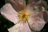 rosier des chiens / églantier commun <br><i>Rosa canina</i>