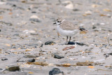 Plover_Snowy HS1_8228.jpg