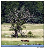 Old tree