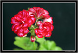 Pelargonie