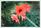 Amaryllis