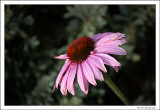 Echinaceae purpurea