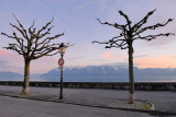 Swiss Trees and French Alps