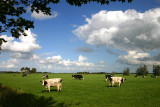 Noordhorn cows