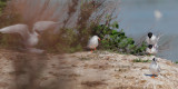 Forsters Terns, three pairs mating simultaneously