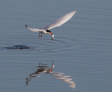 Forsters Tern, taking off with fish 3