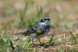 Yellow-rumped Warbler, Myrtle, breeding plumage