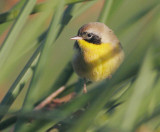 Common Yellowthroat, male