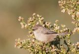 Bushtit, female