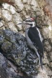 Hairy Woodpecker, male